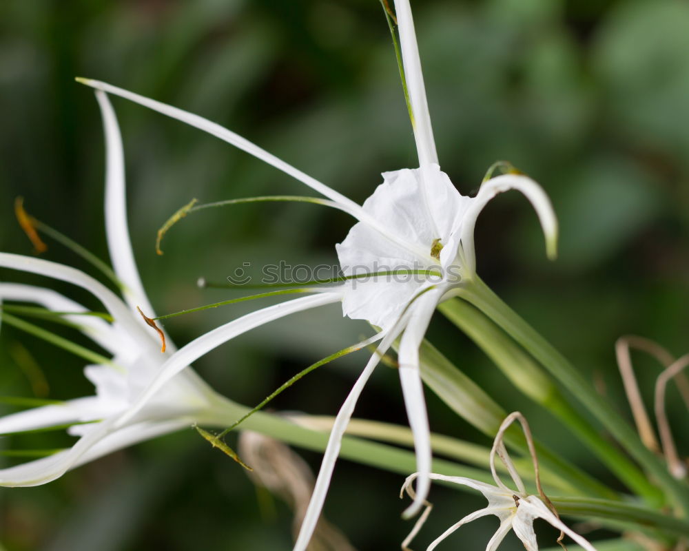 Similar – Passiflora caerulea-racemosa