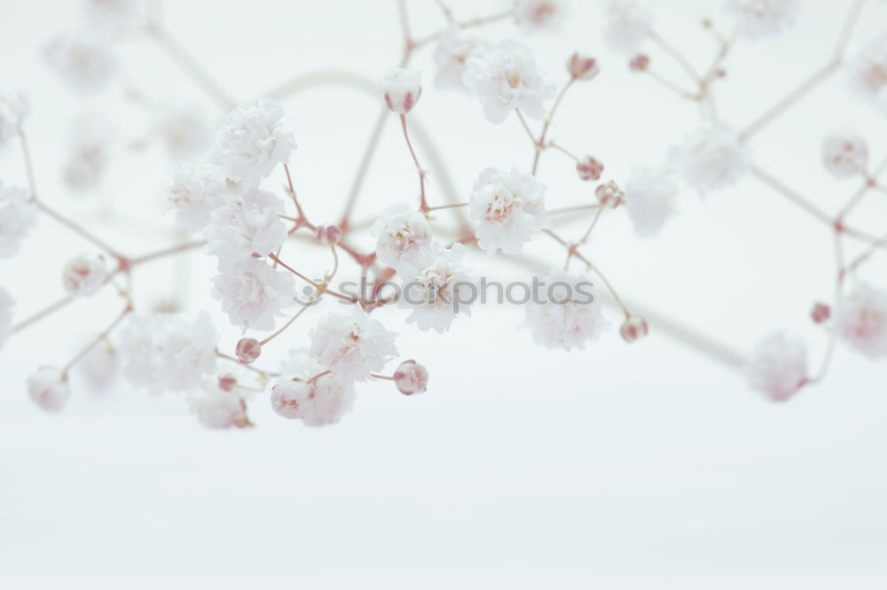 Image, Stock Photo spring Human being