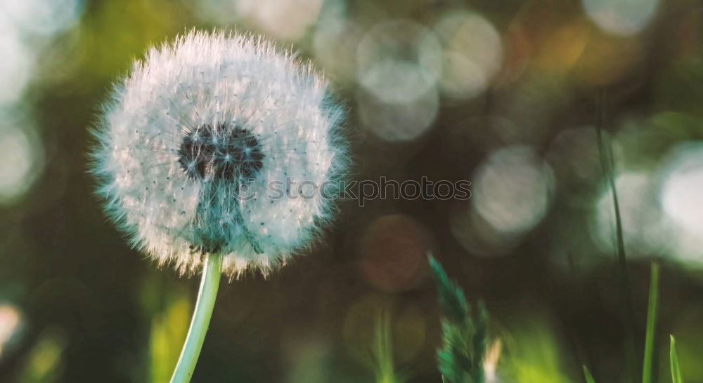 Similar – Image, Stock Photo Mother’s Day Well-being