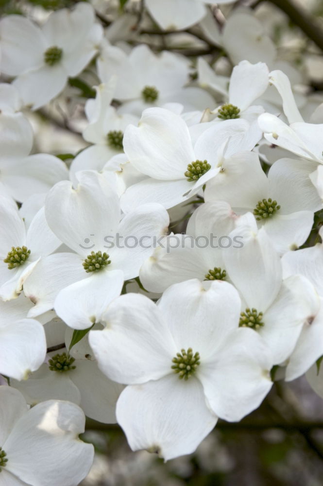 Similar – Image, Stock Photo White sea of flowers