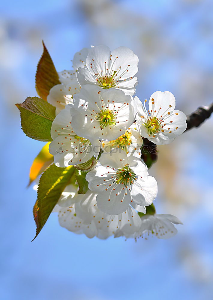 Similar – Foto Bild Spring in bloom springen