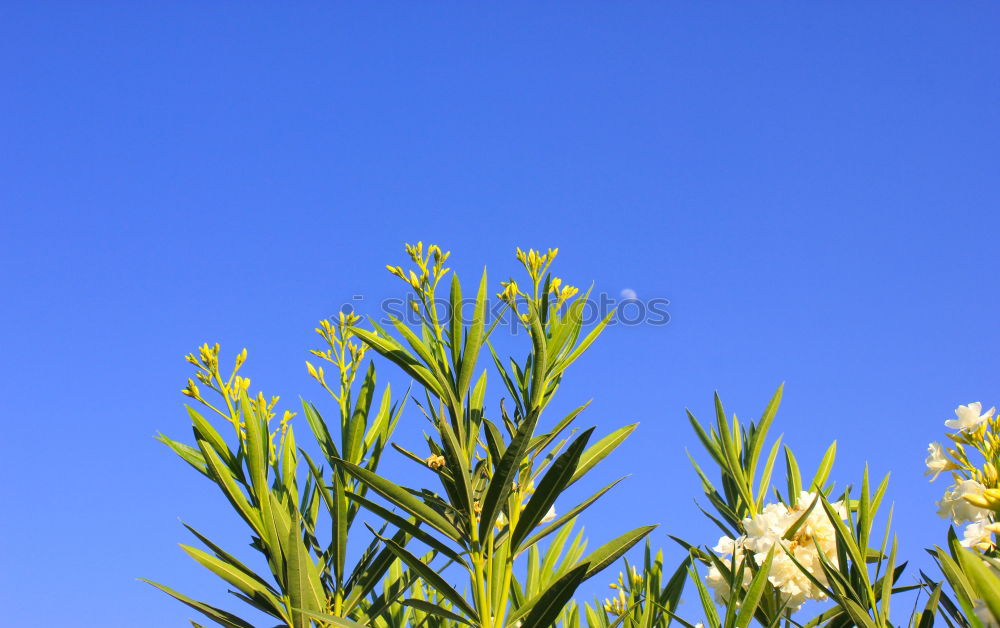 Similar – Foto Bild bamboo in the blue sky