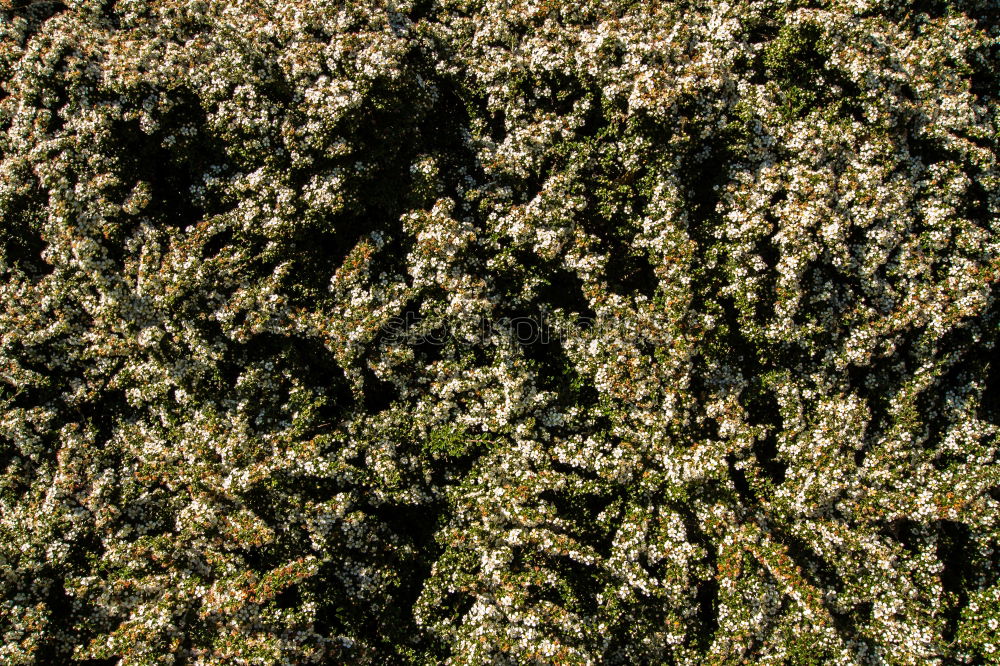 Similar – fungus Wood Tree bark