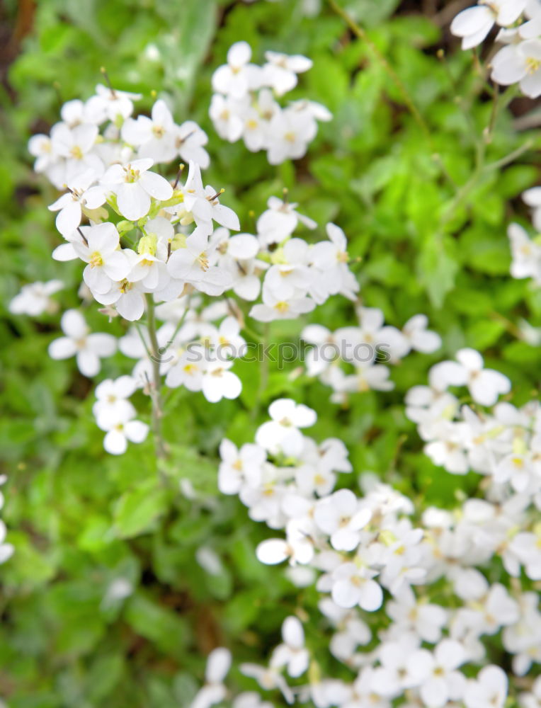 Similar – Foto Bild weiße Blüten einer Sommerwiese mit Sonnenschein