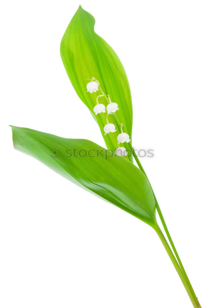 Similar – Image, Stock Photo lily of the valley