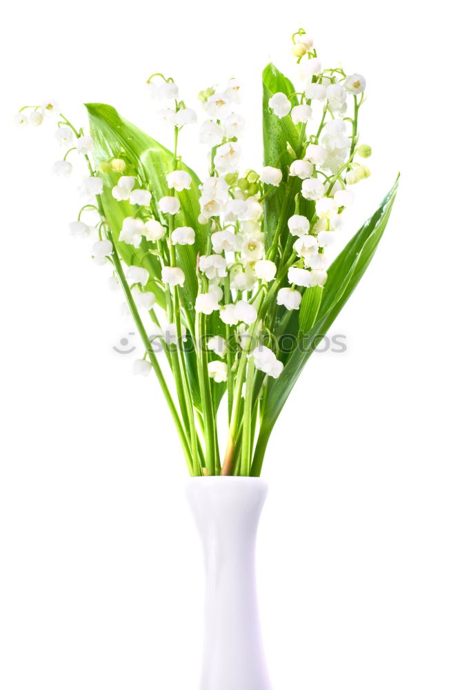 Similar – Image, Stock Photo bouquet of white lilies of the valley