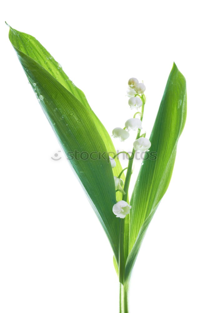 Similar – Image, Stock Photo lily of the valley