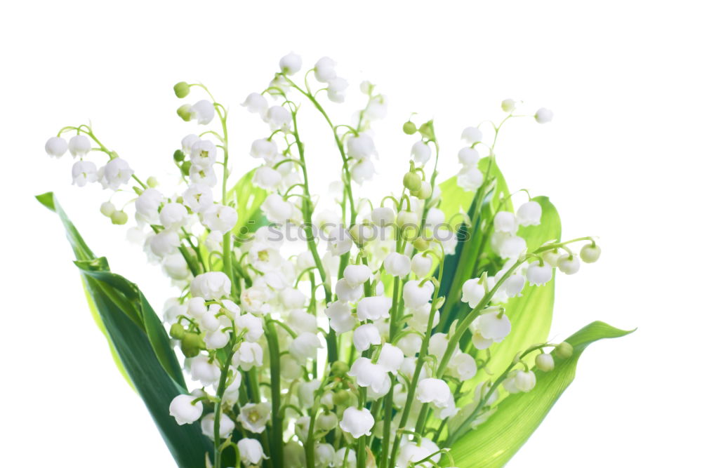 Image, Stock Photo bouquet of white lilies of the valley