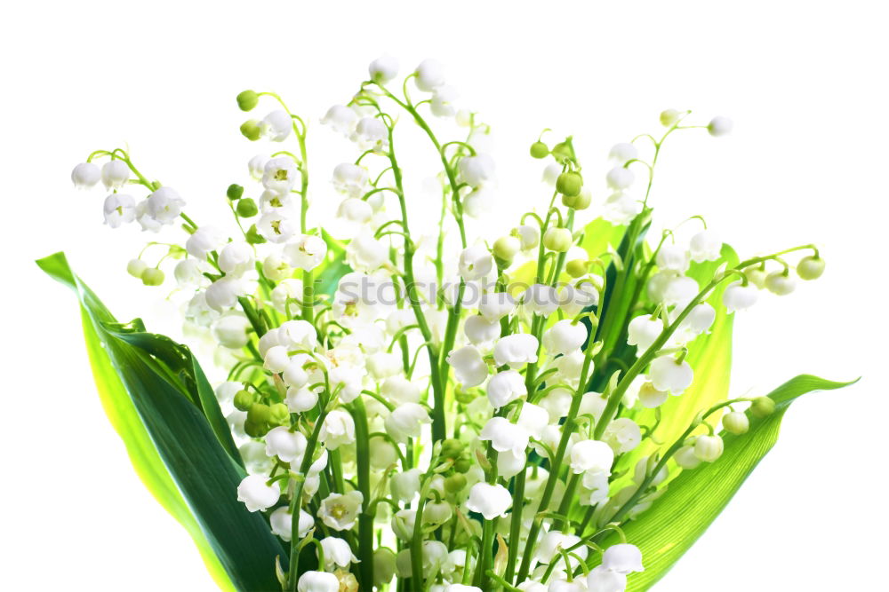 Similar – Image, Stock Photo bouquet of white lilies of the valley