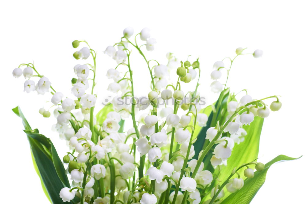 Similar – Image, Stock Photo bouquet of white lilies of the valley