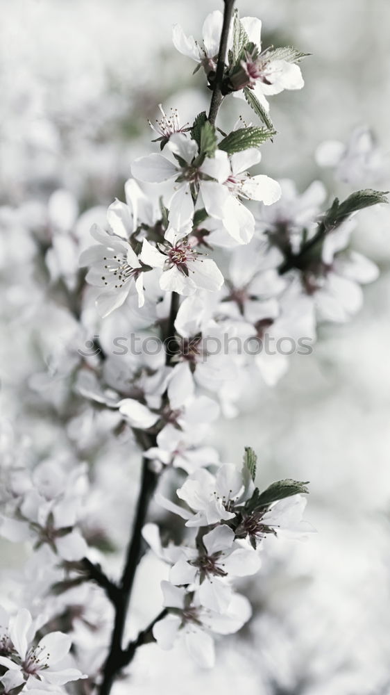 Foto Bild pink spring Frühling Kunst