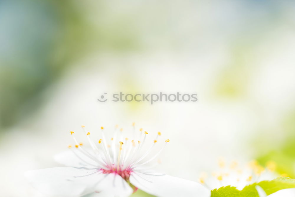 Similar – Image, Stock Photo clematis Flower Blossom