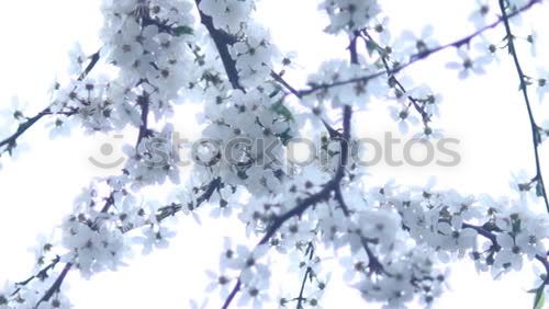 Similar – Foto Bild Eisblau Natur Frost Schnee