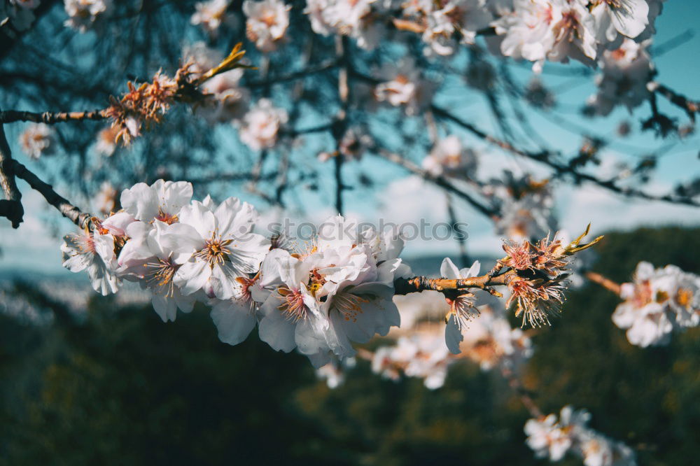 Similar – Image, Stock Photo hands holding plumeria flowers in hands in tropical forest