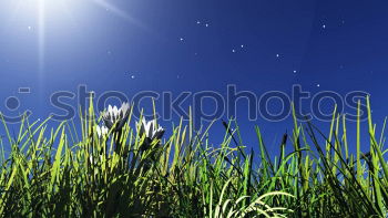 Similar – Image, Stock Photo towards the sun