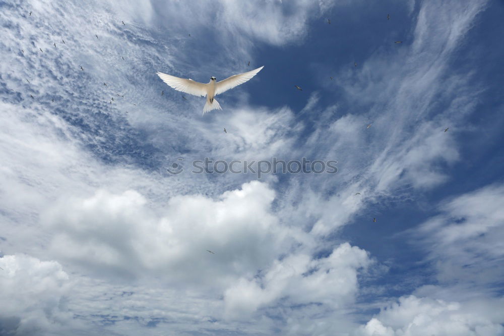 Similar – Entflogen Himmel Wolken