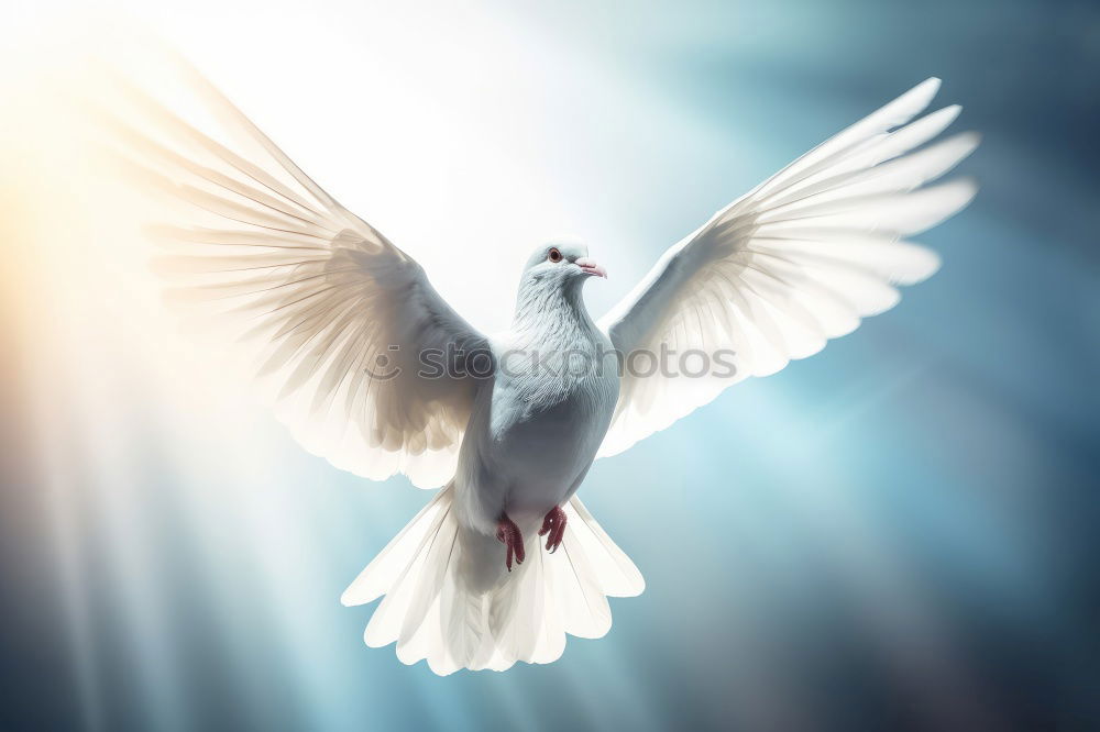 Image, Stock Photo dove in venice Pigeon