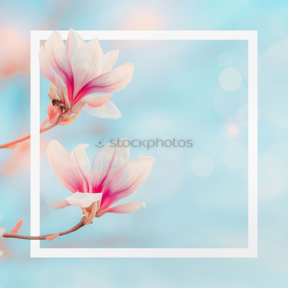 Similar – Flower bundles on turquoise blue Shabby Chic background