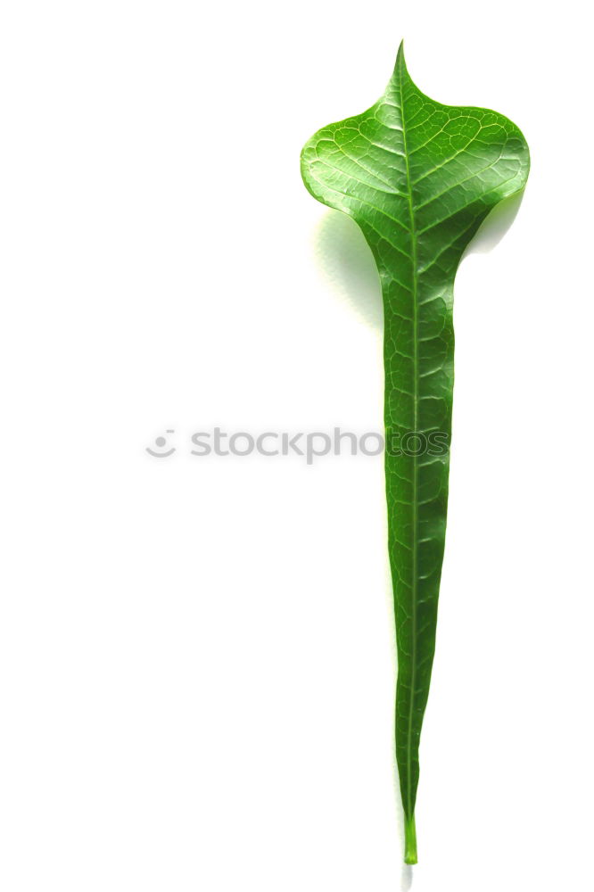 Similar – drip, drip sunlight Leaf