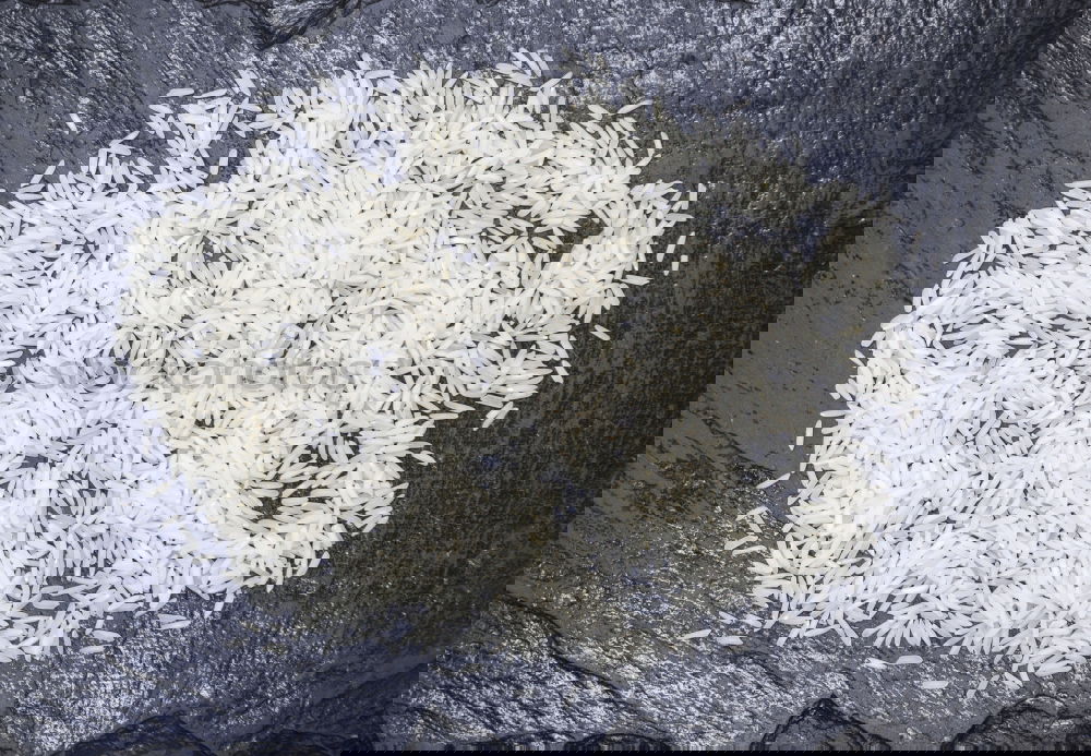 Similar – Image, Stock Photo AKCGDR# Snow track VI Art