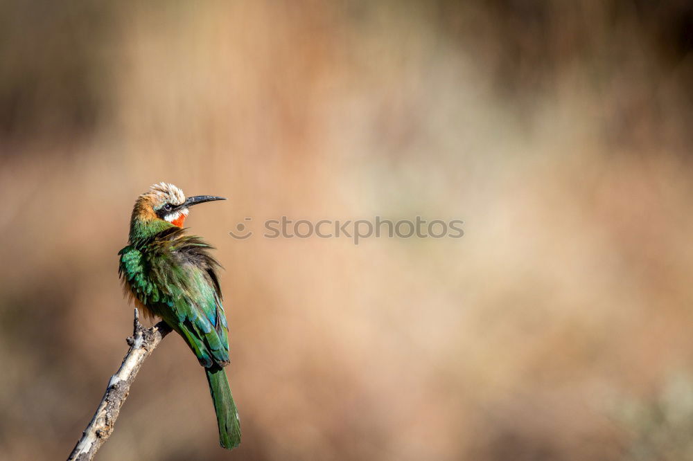 Similar – Image, Stock Photo Wonderful bright bird near stones