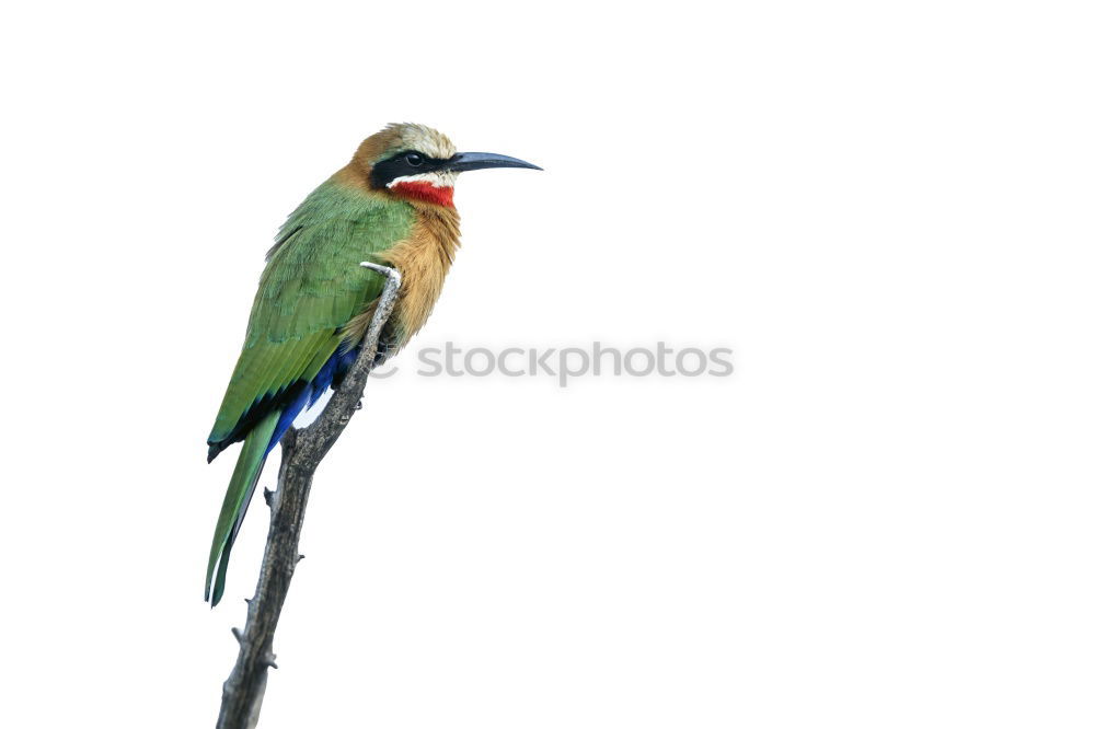 Similar – Image, Stock Photo stork with rattle Stork