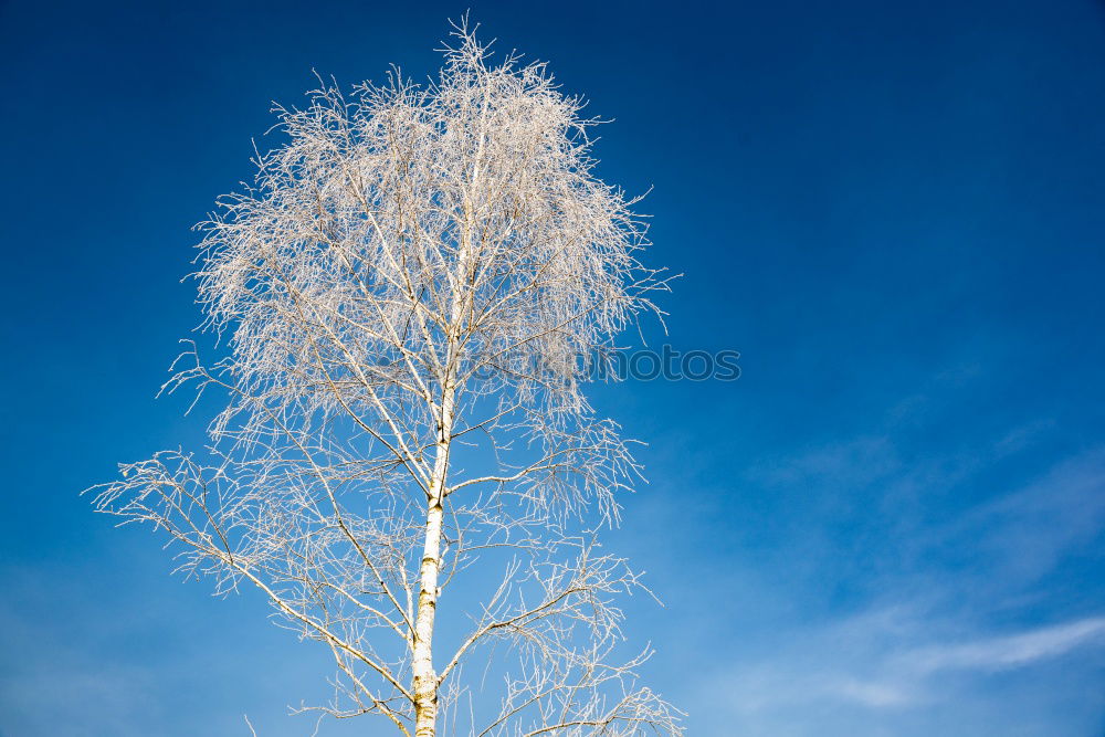 Similar – Image, Stock Photo tree iced Nature