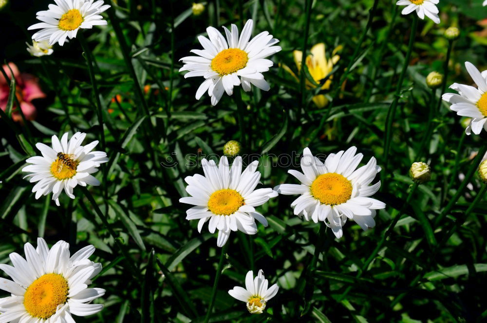 Similar – Gänseblümchen Olé Duft