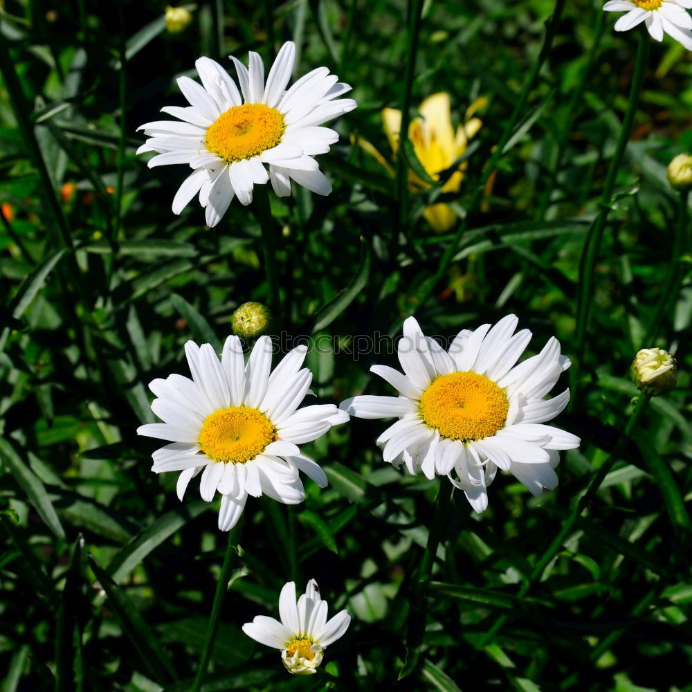 Similar – Gänseblümchen Blume Wiese