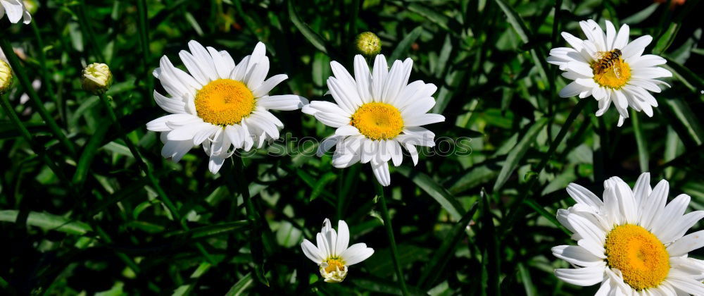 Similar – Gänseblümchen Blume Wiese