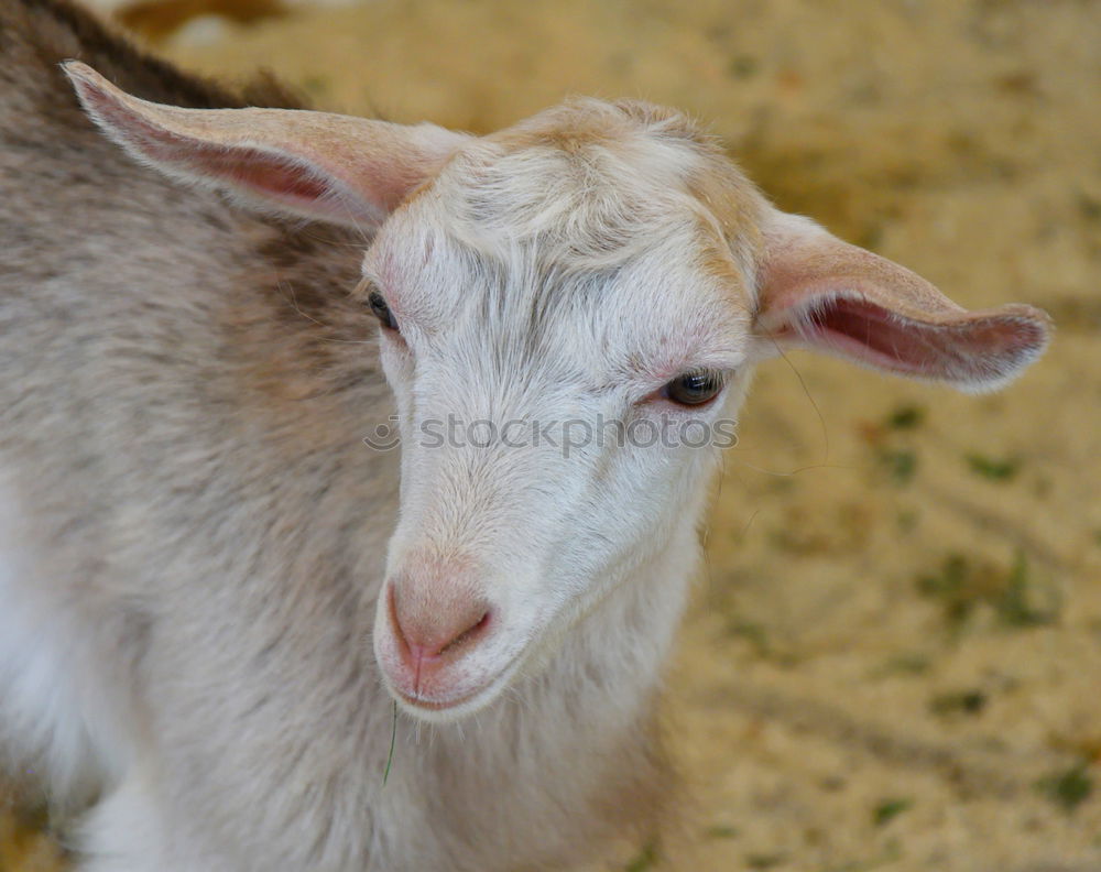 Similar – Stroke me! White Goats