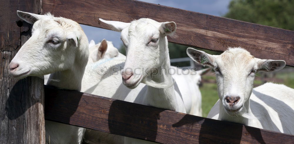 Similar – Sheep in the barn Plant