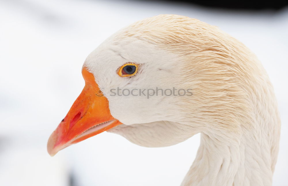 Similar – Image, Stock Photo charlotta Duck White