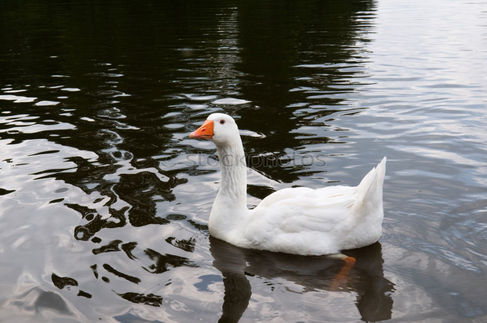 Similar – Image, Stock Photo Discovered, Sitting Great White Egret (Ardea alba) under a bridge. Sighted in Elanora