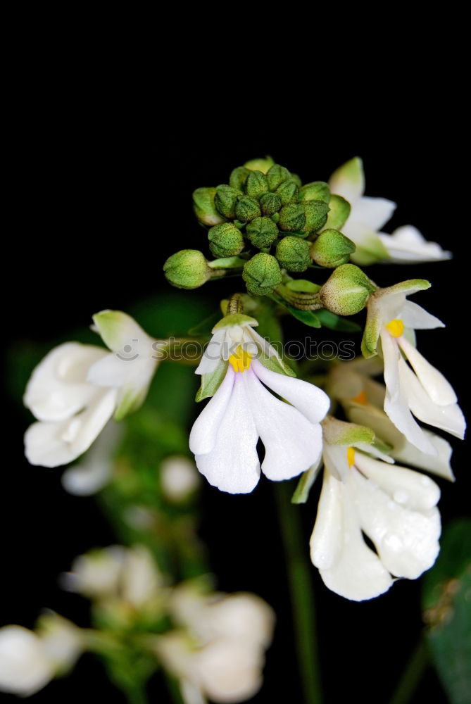 Similar – Image, Stock Photo Flowers 02 Environment