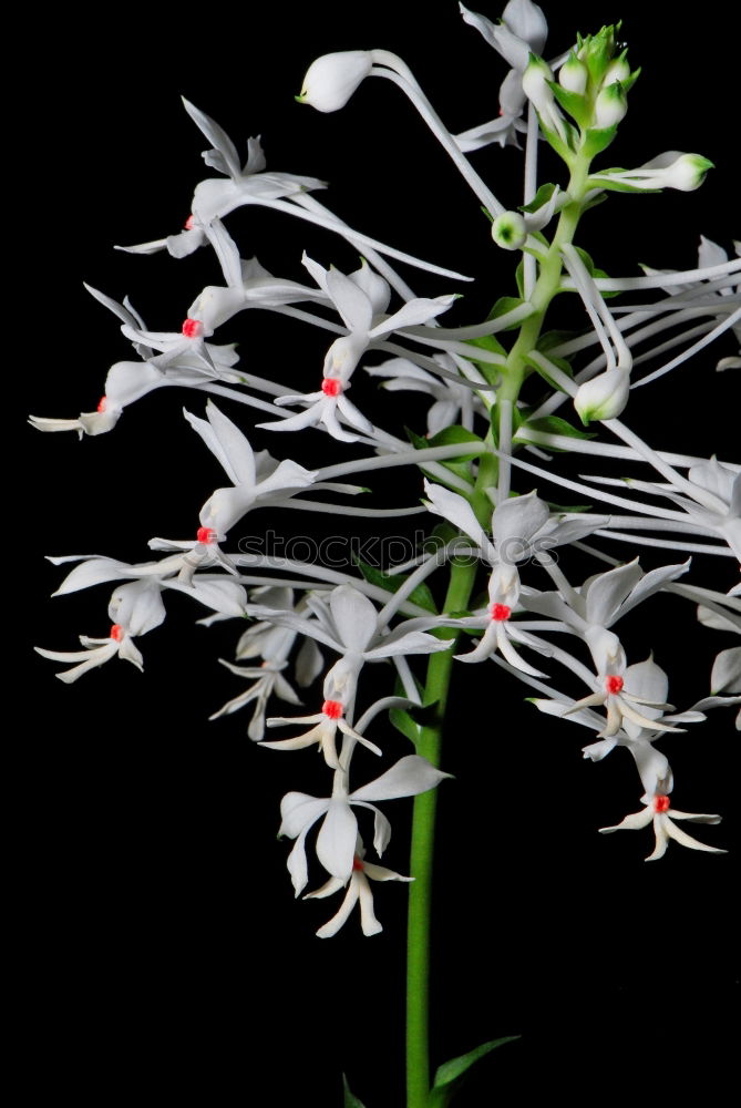Similar – Image, Stock Photo Turkish Confederation; Lilium martagon,