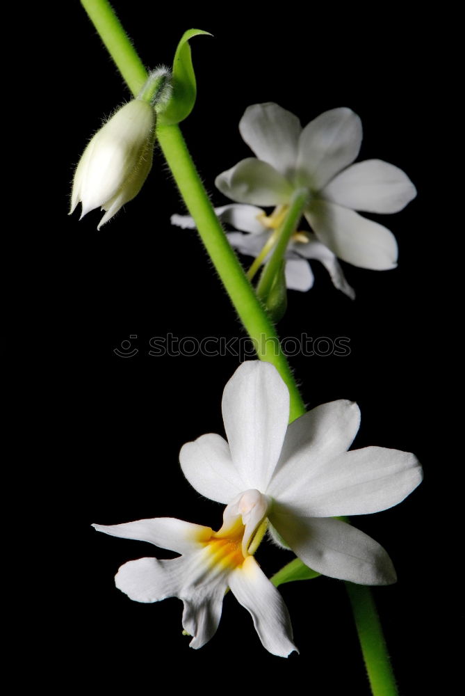 Similar – three flowering snowdrops against a dark background