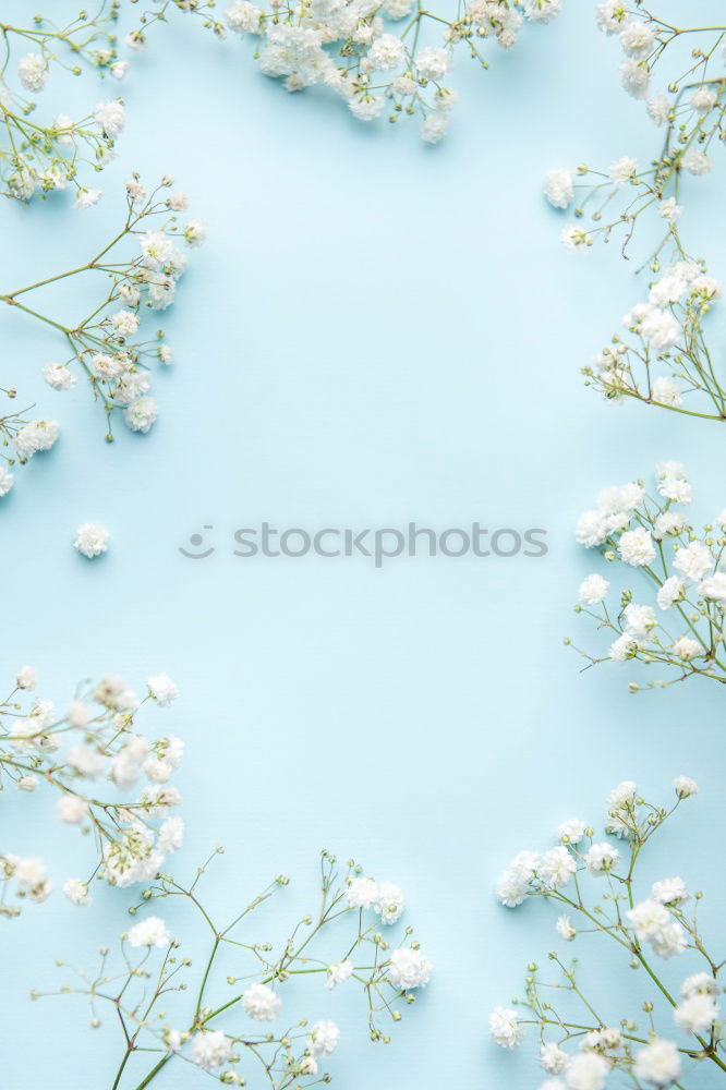 Floral turquoise blue background with white flowers