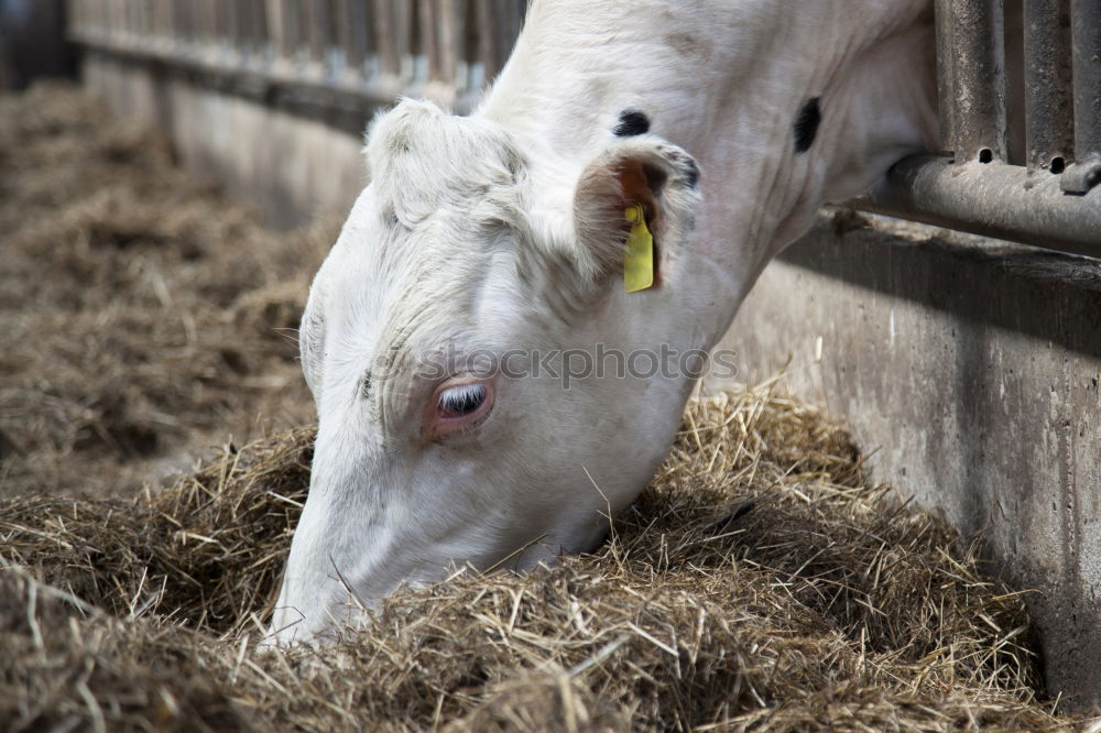 Similar – Image, Stock Photo lucky pig Swine Farm