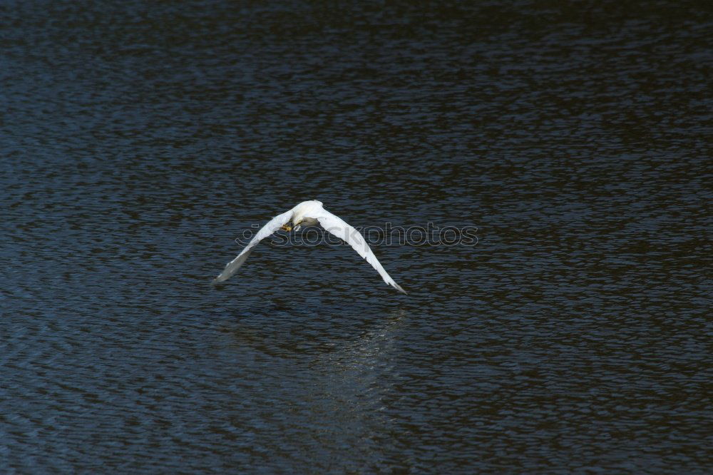 Swan in the lake