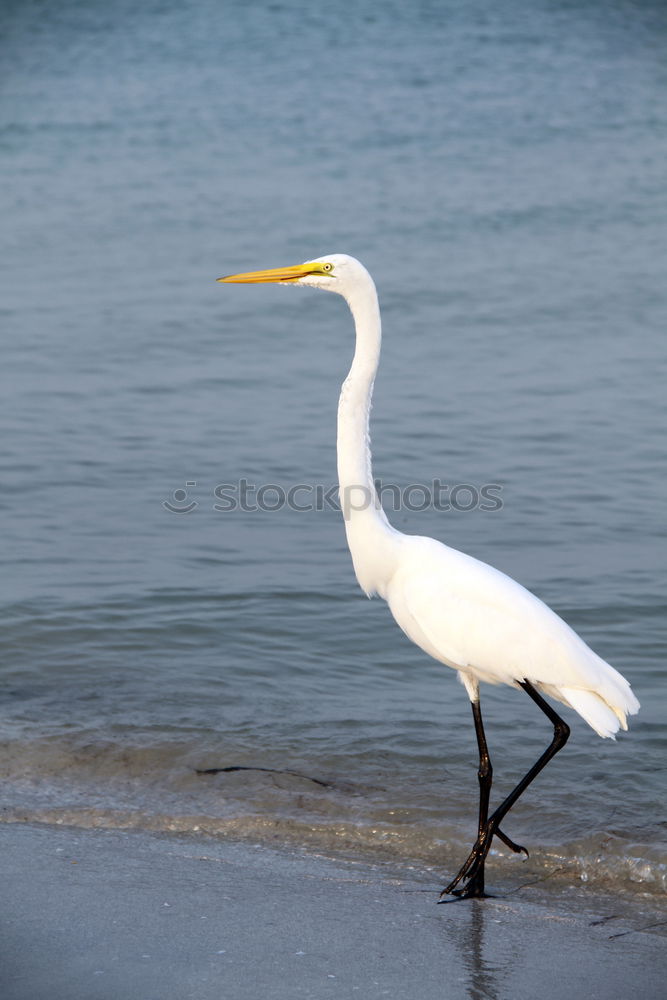 Similar – Image, Stock Photo bird Bird Zoo Ocean White