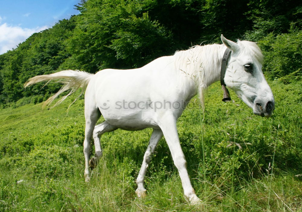 Similar – Schimmel Pferd Märchen