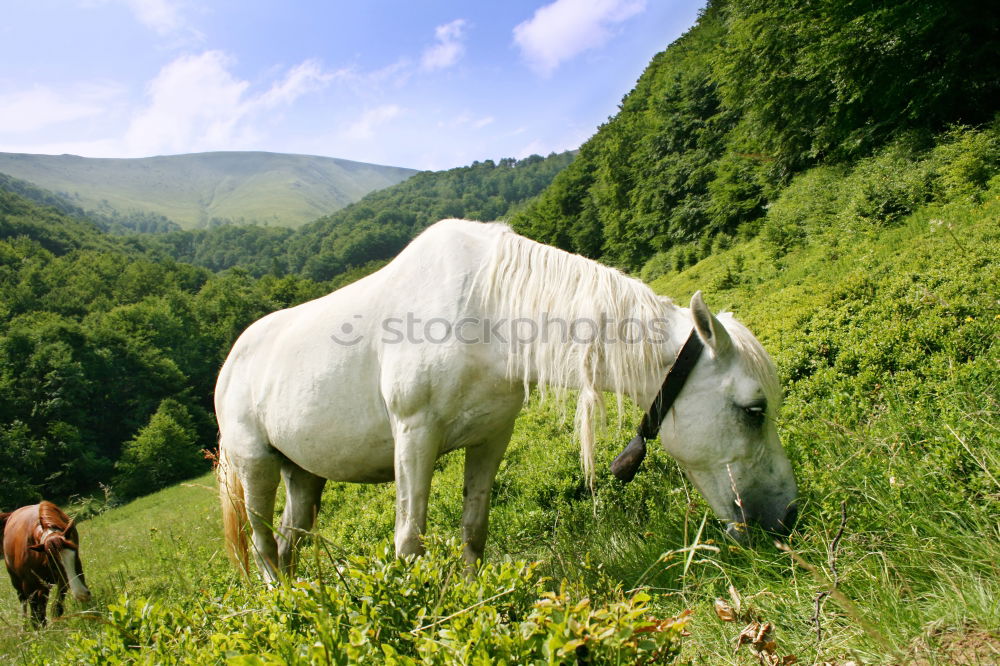 Similar – Image, Stock Photo Horses in front of Bavarian and Austrian mountain landscape