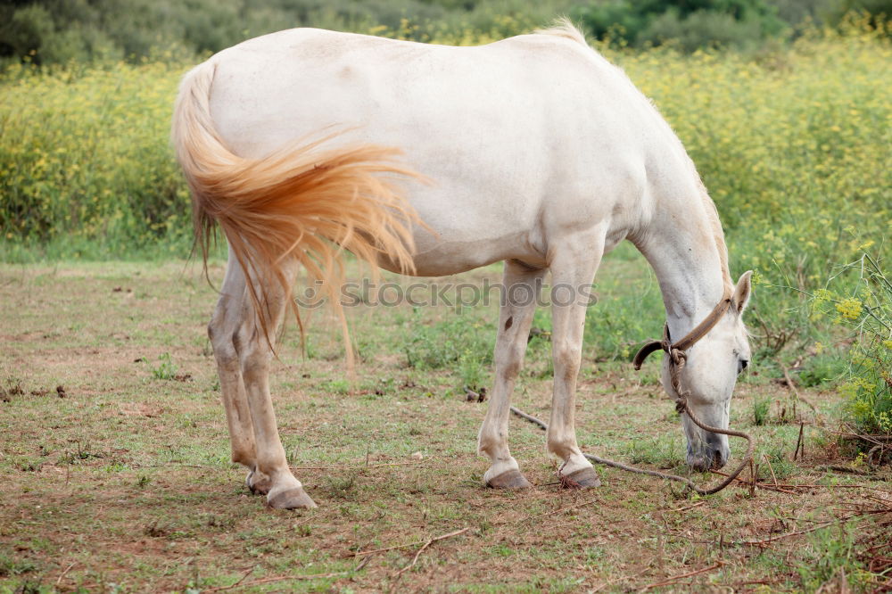 Similar – Image, Stock Photo Moldy Environment Nature