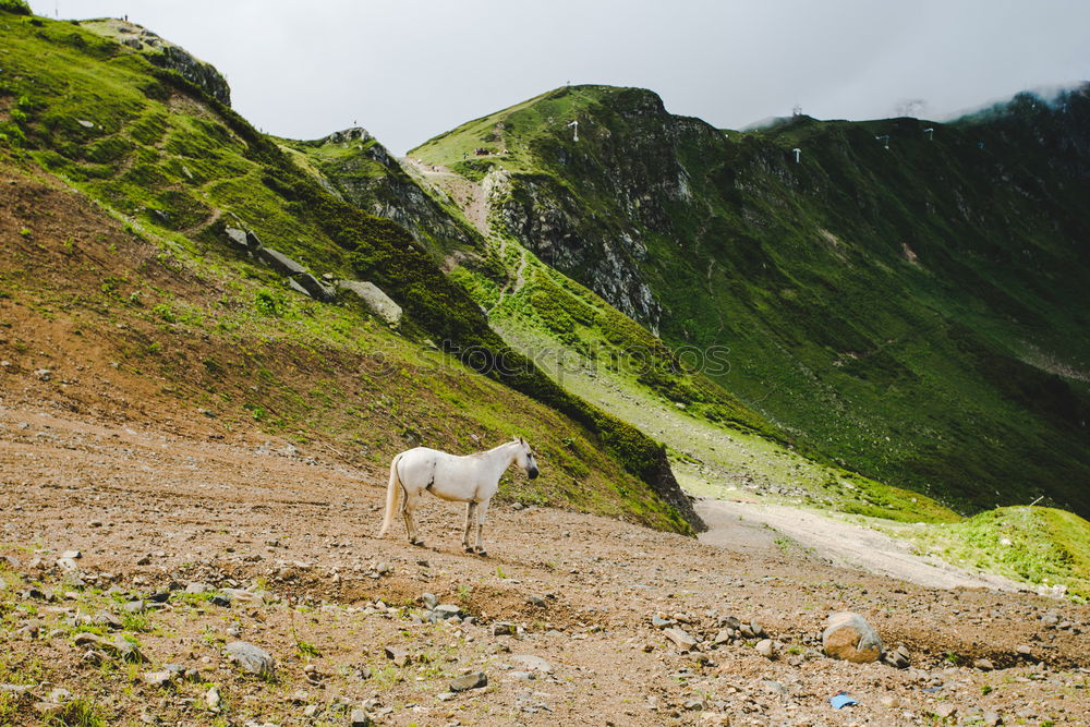 Similar – Image, Stock Photo whitehorse Horse Blue sky