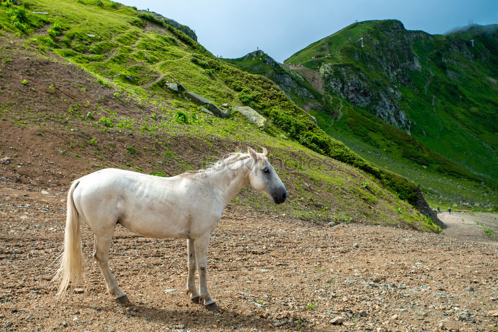 Similar – Image, Stock Photo whitehorse Horse Blue sky