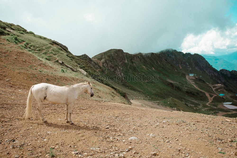 Similar – Pitztal horses