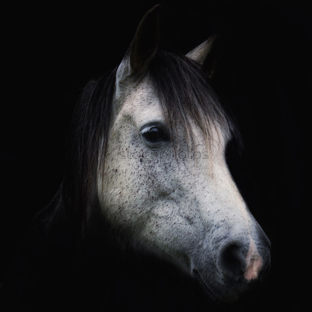 Image, Stock Photo Horses on meadow in fog