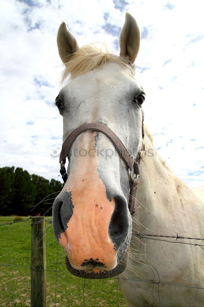 Similar – phoenix 2 Horse Pasture