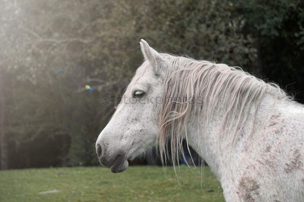 Similar – Image, Stock Photo Look me in the eyes mare.